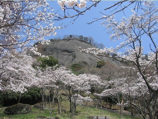 桜のピンクと山の緑との調和が美しい/岩殿山丸山公園の桜 画像提供：大月市役所