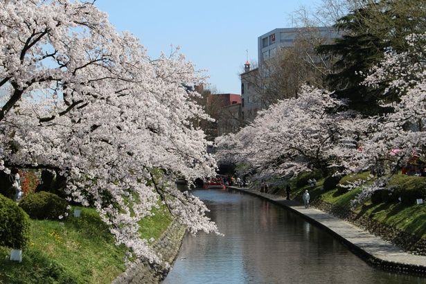 遊覧船から見上げるソメイヨシノも一興/松川公園の桜 画像提供：富山市