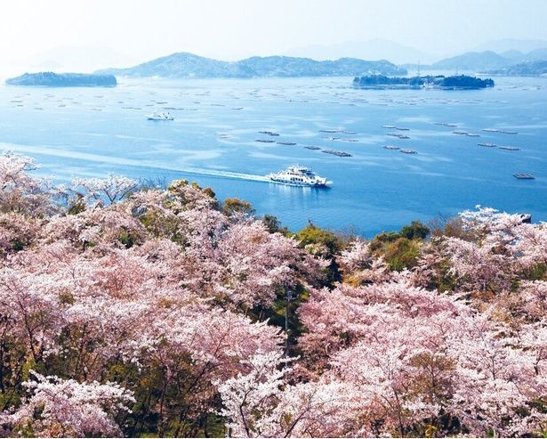 ソメイヨシノが美しく咲きほころぶ/正福寺山公園の桜 画像提供：安芸津町商工会