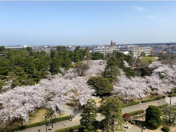 花見期間中は夜にライトアップで、夜桜も楽しめる/芦城公園の桜 画像提供：小松市役所