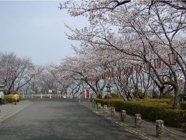 桜の名所として親しまれている/西部公園の桜 画像提供：公益財団法人徳島市公園緑地管理公社