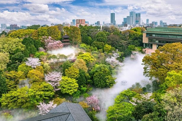 歴史あるホテルの敷地内を桜が彩る/ホテル椿山荘東京の桜 画像提供：ホテル椿山荘東京