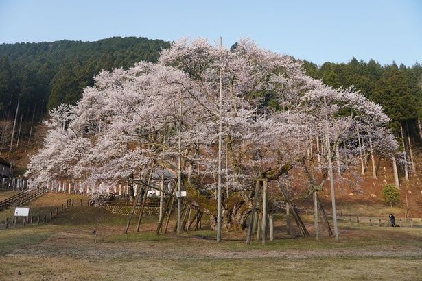 樹齢1500余年の壮大な桜/根尾谷淡墨桜 画像提供：本巣市