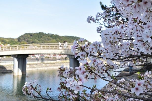 京都府立宇治公園と左岸をつなぐ木製の橋/宇治橋上流の桜 画像提供：宇治市観光協会