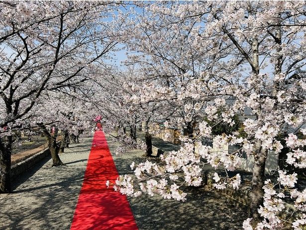 ソメイヨシノや山桜などが山いっぱいに広がる/菊池公園の桜 画像提供：菊池観光協会
