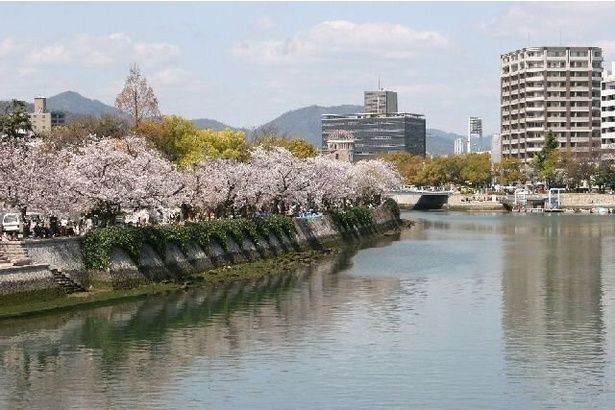 旧太田川沿いに続くソメイヨシノの並木/平和記念公園の桜 画像提供：広島市
