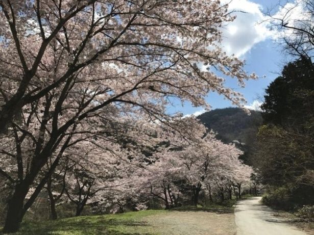 参道をのんびり歩きながら桜を鑑賞できる/山の神千本桜 画像提供：中央市役所産業課