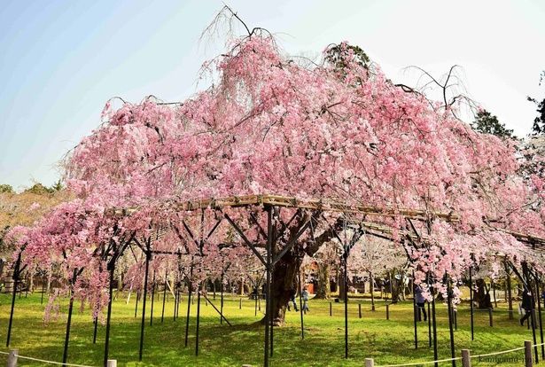 上賀茂神社のシンボルとも言える紅しだれ/上賀茂神社の桜 画像提供：上賀茂神社