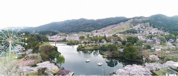 約5000本の桜と3万本のツツジが来場者を出迎える/観音池公園の桜 画像提供：都城ぼんち地域振興株式会社