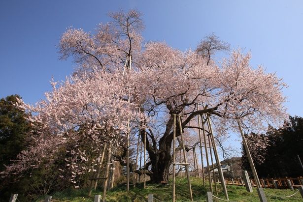 樹齢600年を超える一本桜/戸津辺の桜 画像提供：矢祭町役場