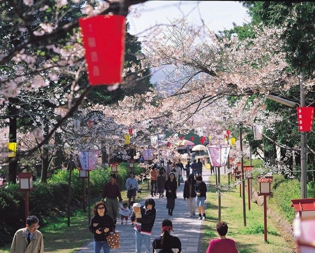 ぼんぼりで照らされる夜桜は昼とは違った趣がある/橘公園の桜 画像提供：雲仙市役所