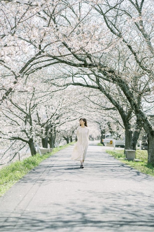 桜に囲まれたトンネルを歩く/井原堤の桜 画像提供：井原市観光協会