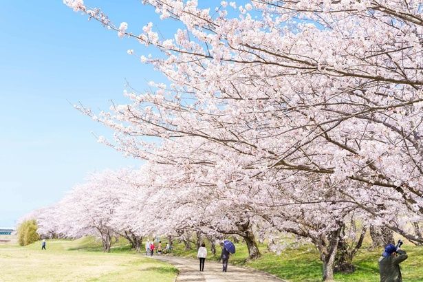 「一目千本」と呼ばれる約1キロの桜並木が続く/宮川堤の桜 画像提供：伊勢市観光協会