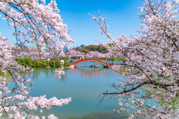 鏡のような水面に映る赤橋と桜のコントラストを楽しめる/垣生公園の桜 画像提供：中間市広報