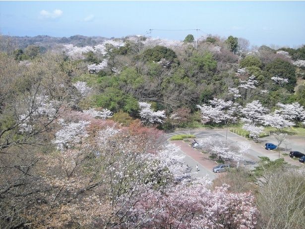 満開の桜が眉山公園を彩る/眉山公園の桜 画像提供：公益財団法人徳島市公園緑地管理公社
