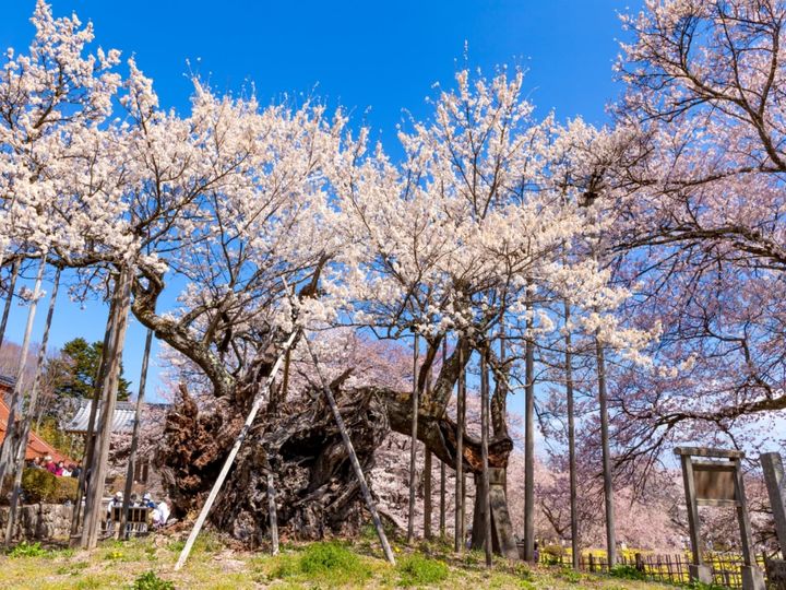 All About ニュース編集部が全国250人を対象に実施した「北陸・甲信地方の桜の名所に関するアンケート」の調査結果から、山梨で行ってみたい＆好きな桜の名所ランキングを発表！ 2位「山高神代桜（北杜市）」を抑えた1位は？