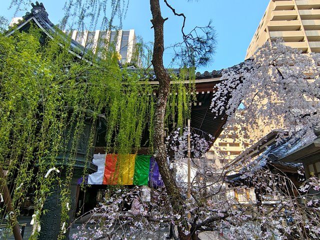 六角柳と御幸桜