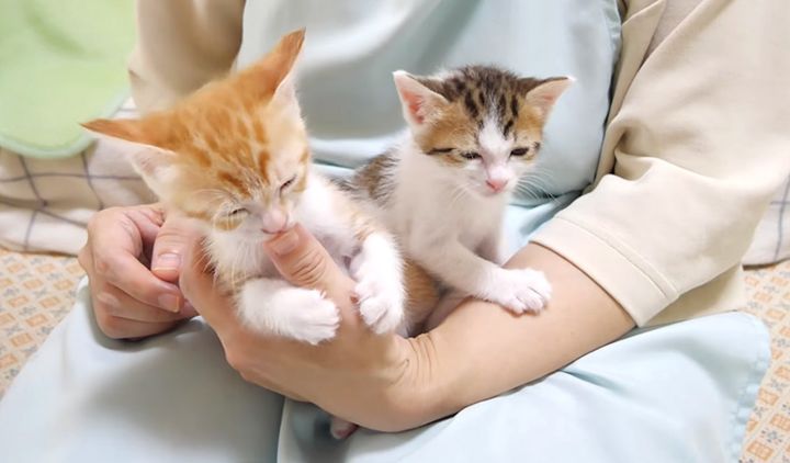膝の上で甘える子猫達