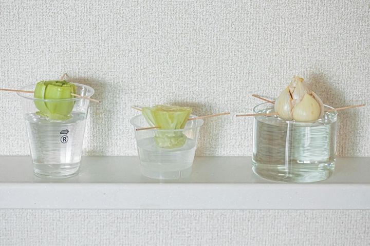 捨ててしまう野菜の根、ヘタを再利用！【リボベジ】の始め方。失敗しないコツは？