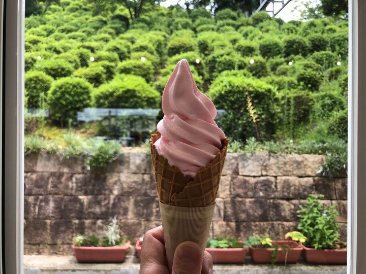 【福井県】道の駅西山公園「つつじソフトクリーム」