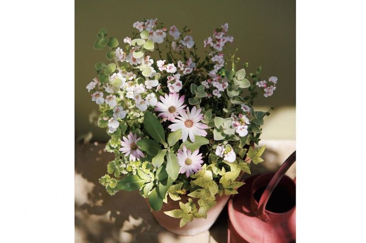 春～初夏の庭を彩る【オステオスペルマムの寄せ植え】ピンクをメインに愛らしさ爆発！