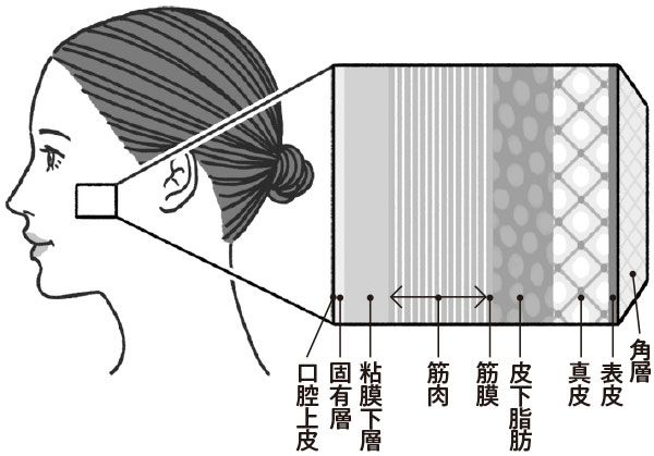 角層 表皮 真皮 皮下脂肪 筋膜 筋肉 粘膜下層 固有層 口腔上皮
