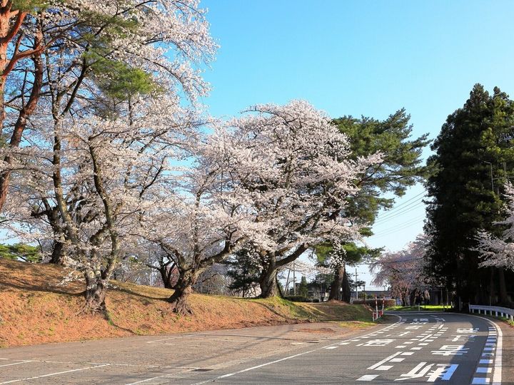 All About ニュース編集部が全国250人を対象に実施した「桜の名所」に関するアンケートの調査結果から、山形県で「行ってみたい＆好きな桜の名所」ランキングを発表！ 2位「鶴岡公園」を抑えた1位は？