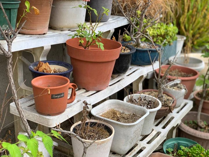 南 出世運 下がる 枯れた植物