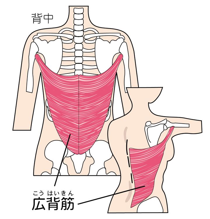 広背筋