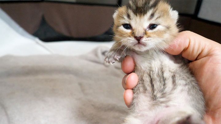 目が開いてきた子猫