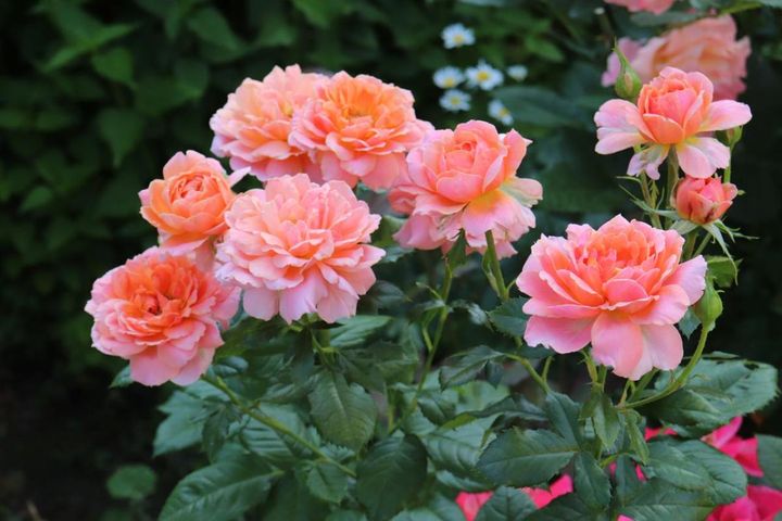 オレンジ、ピンク、アプリコットが混じった色合いのフロリバンダローズ。整いすぎていない花形もまたバラの一つの魅力です。