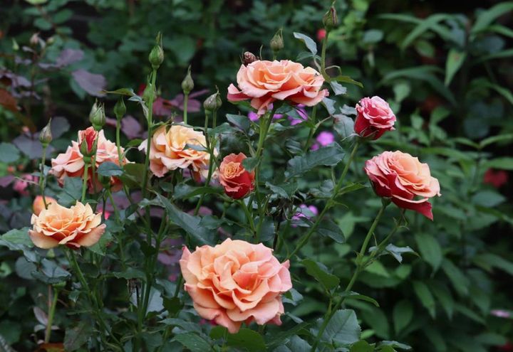 珍しいブロンズ色のフロリバンダローズ。花首は細めですがしっかりと立って、つぼみもたくさんつき、健康的に咲いています。