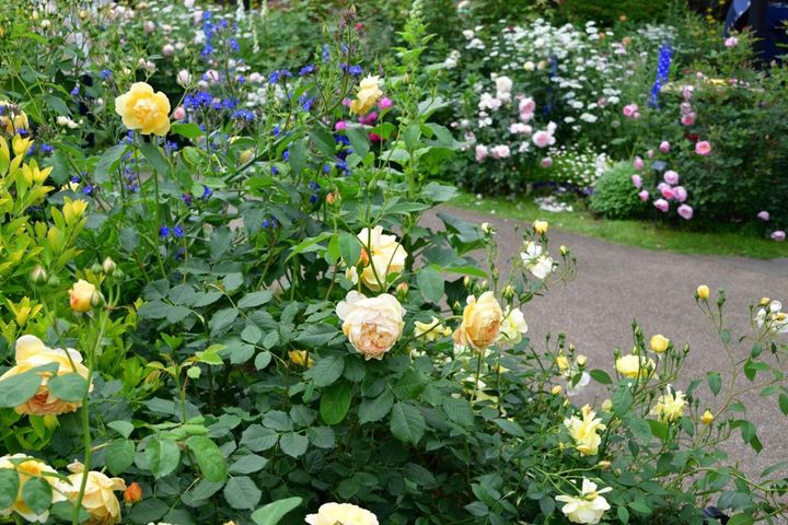 クリーム色や淡いピンクのバラとブルーや白の宿根草の美しいコラボレーション。あと1カ月ほどでバラの季節の幕開けです。