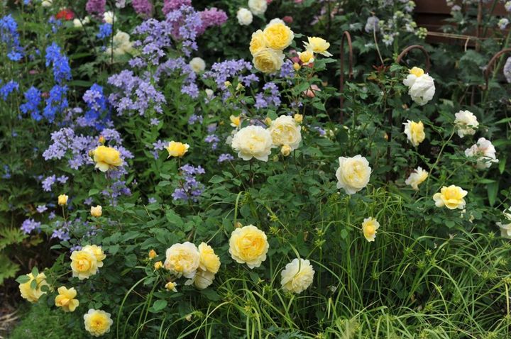 クリーム色のシュラブローズにデルフィニウム、ラークスパー、ニゲラなどが群れ咲く、海外のナチュラルガーデン。