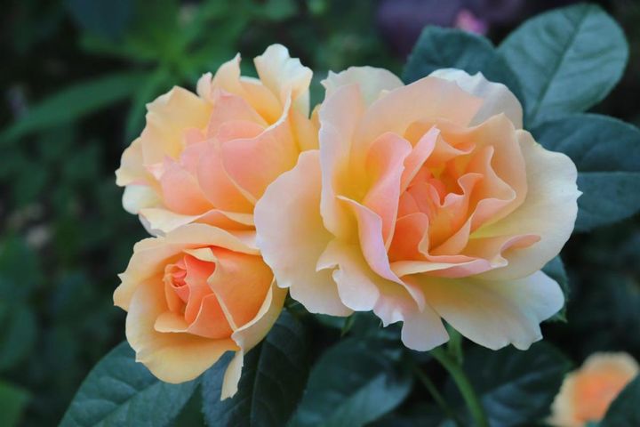 フロリバンダローズの‘ハンゼシュタットロストック’。開花したてのみずみずしい瞬間です。季節によってはオレンジ色が強く出ることも。