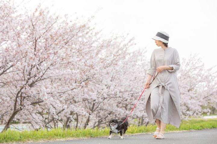 犬が散歩中に誤食しないよう気を付けたいものとは？（画像はイメージ）