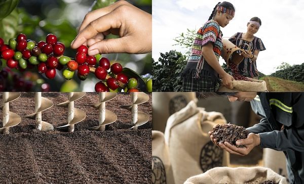 捨てられていたコーヒーの果実を再生！フルーティーなHanks「カスカラティー」登場