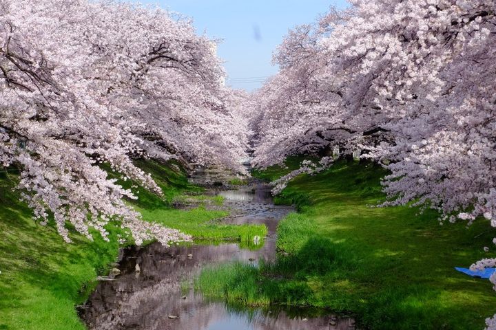 根川緑道 桜景色