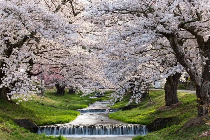 猪苗代桜周遊バス 観音寺川の桜並木