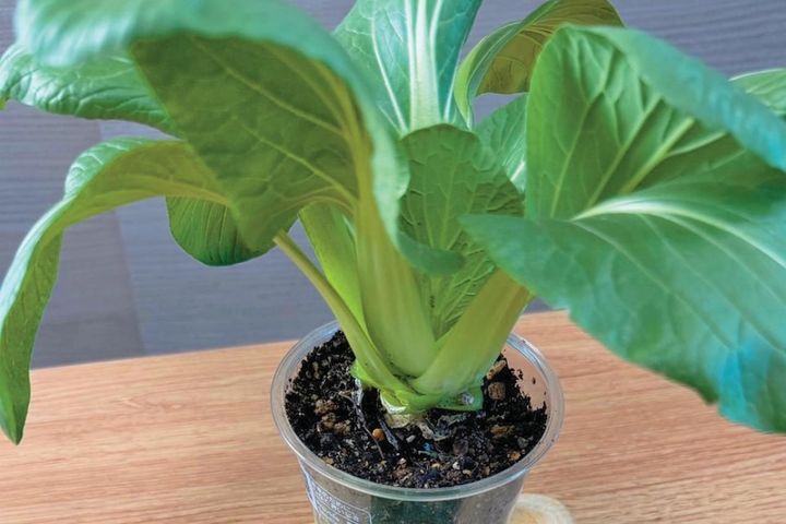 地球にも家計にもやさしい【チンゲンサイのリボベジ】3カ月半後に収穫できる！