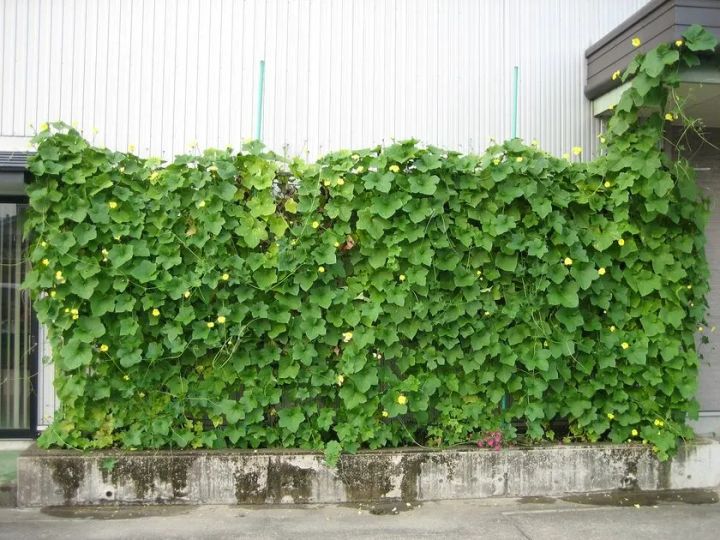ネオナチュラルのヘチマで壁面緑化運動