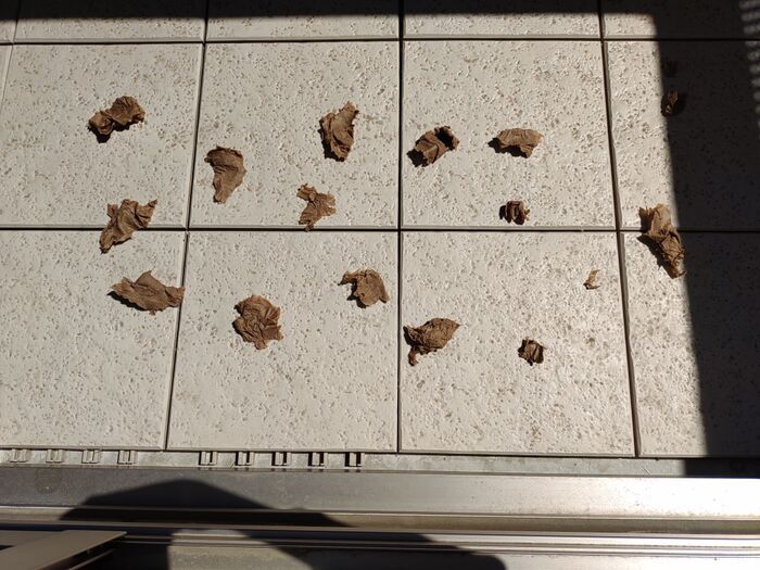 水を使わない『ベランダ掃除』。ホース不要で簡単ピカピカに！集合住宅でもこれなら安心♪