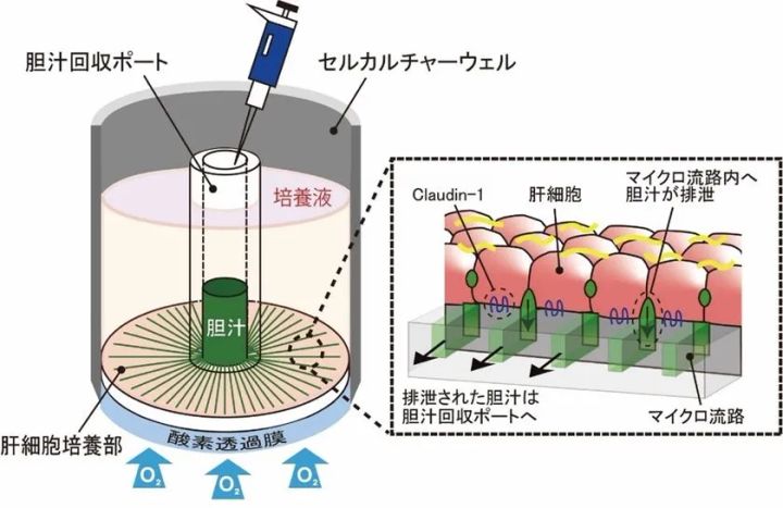 培養肝細胞が分泌した胆汁成分