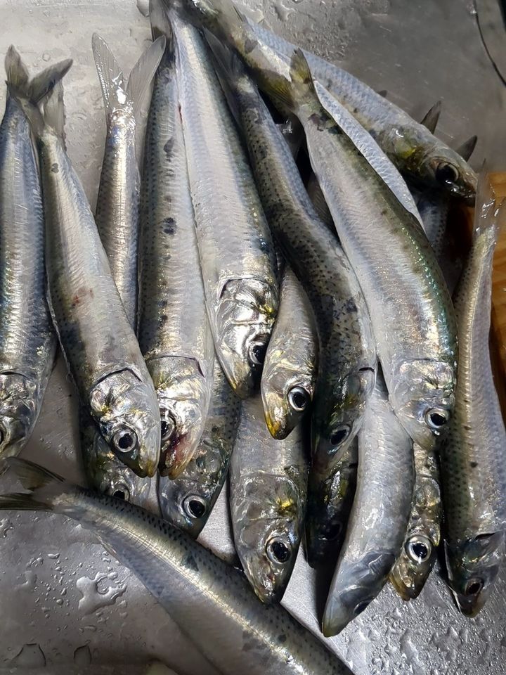 イワシの準備！