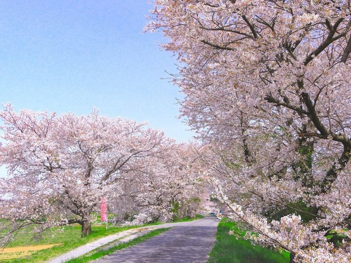 All About ニュース編集部が全国250人を対象に実施した「桜の名所」に関するアンケートの調査結果から、宮城県で「行ってみたい＆好きな桜の名所」ランキングを発表！ 2位「みなみかた千本桜」を抑えた1位は？