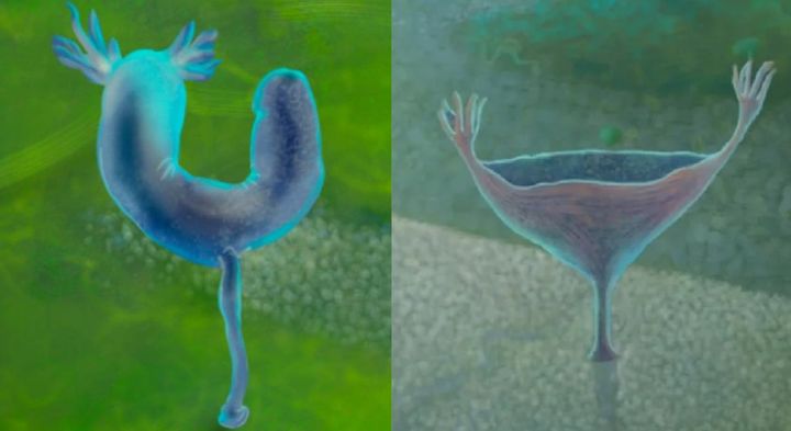 カンブリア爆発前にすでに多様な動物はいた――古代のヘンテコ動物の化石を発見