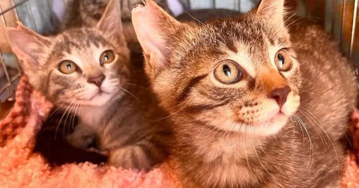 さくらみみの「猫耳