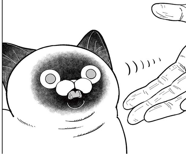 「くさいのか!?」元極道が野良猫に手を差し出して初めてのご挨拶 （C）片倉頼／小学館