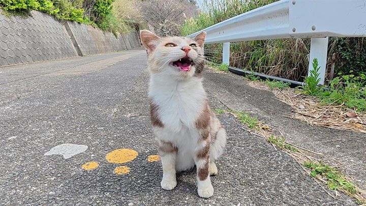 置いていかれたくない猫