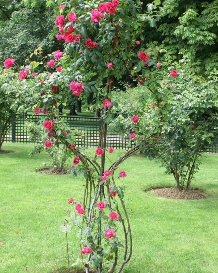 スペードのような形に仕立てたバラ。抜け感があって新鮮です。イギリスやフランスのバラの仕立てには遊び心も感じられます。（筆者撮影）